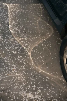 White petals scattered across cracked grey asphalt in low sun, beside the wheel of a parked car.