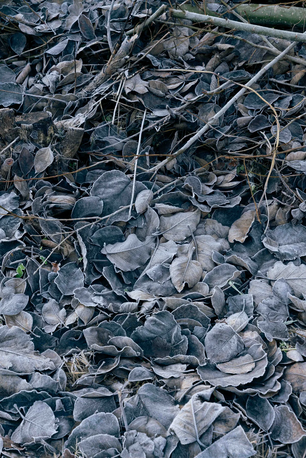 Fallen leaves covered in frost on the ground, crossed by bare twigs and a cut branch.
