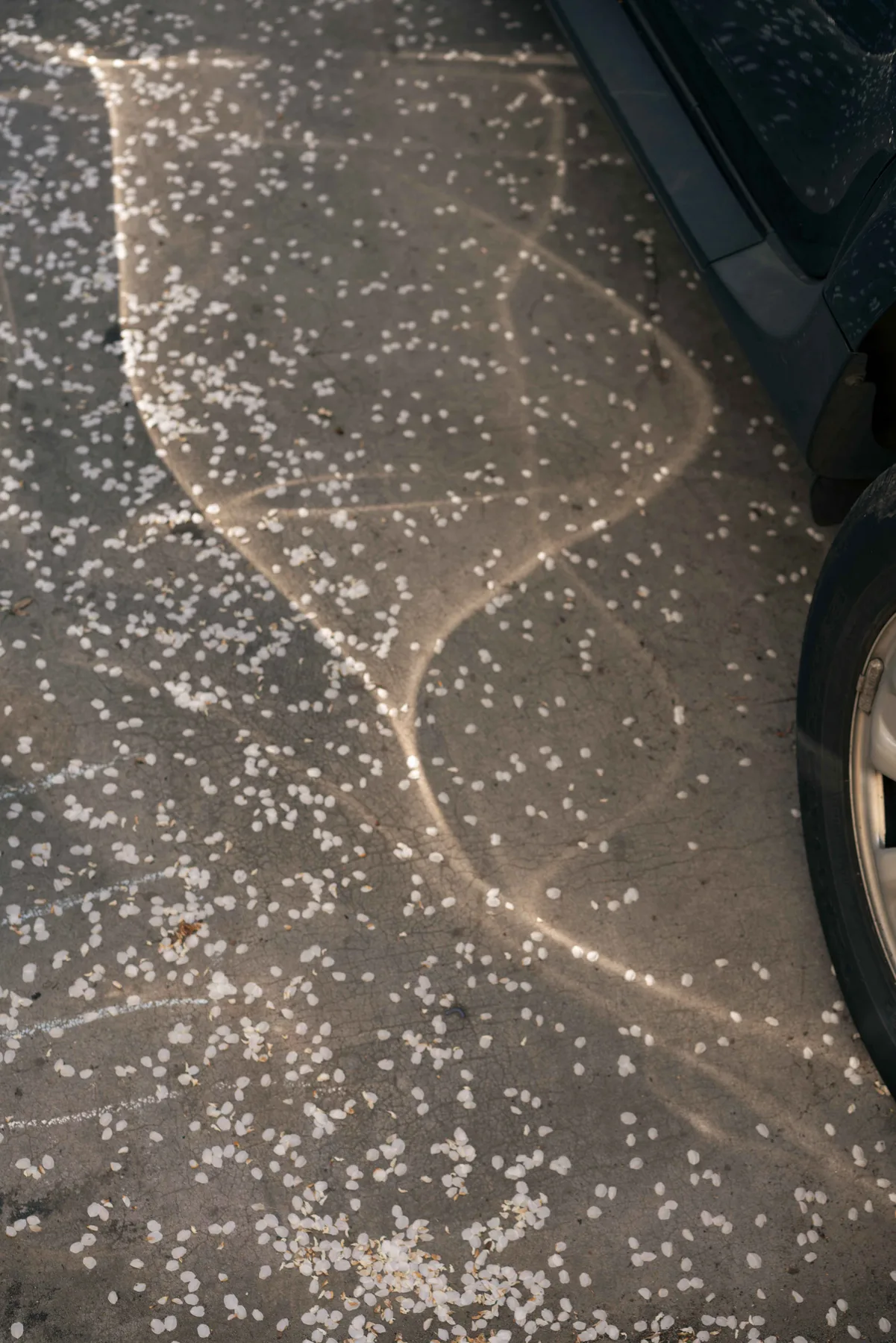White petals scattered across cracked grey asphalt in low sun, beside the wheel of a parked car.