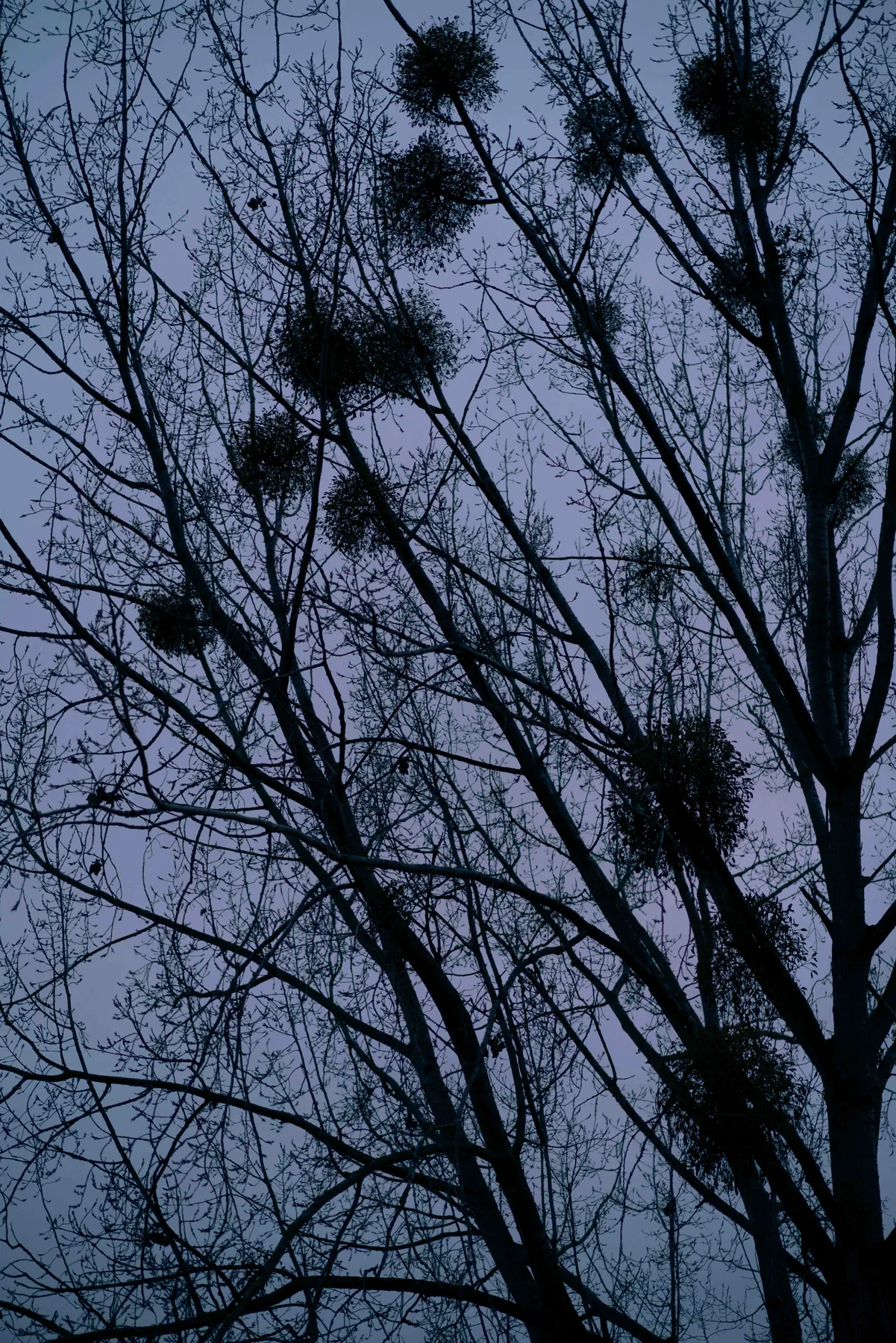 Bare tree branches spread against a pale blue-grey sky, with dark clumps of mistletoe in the forks.