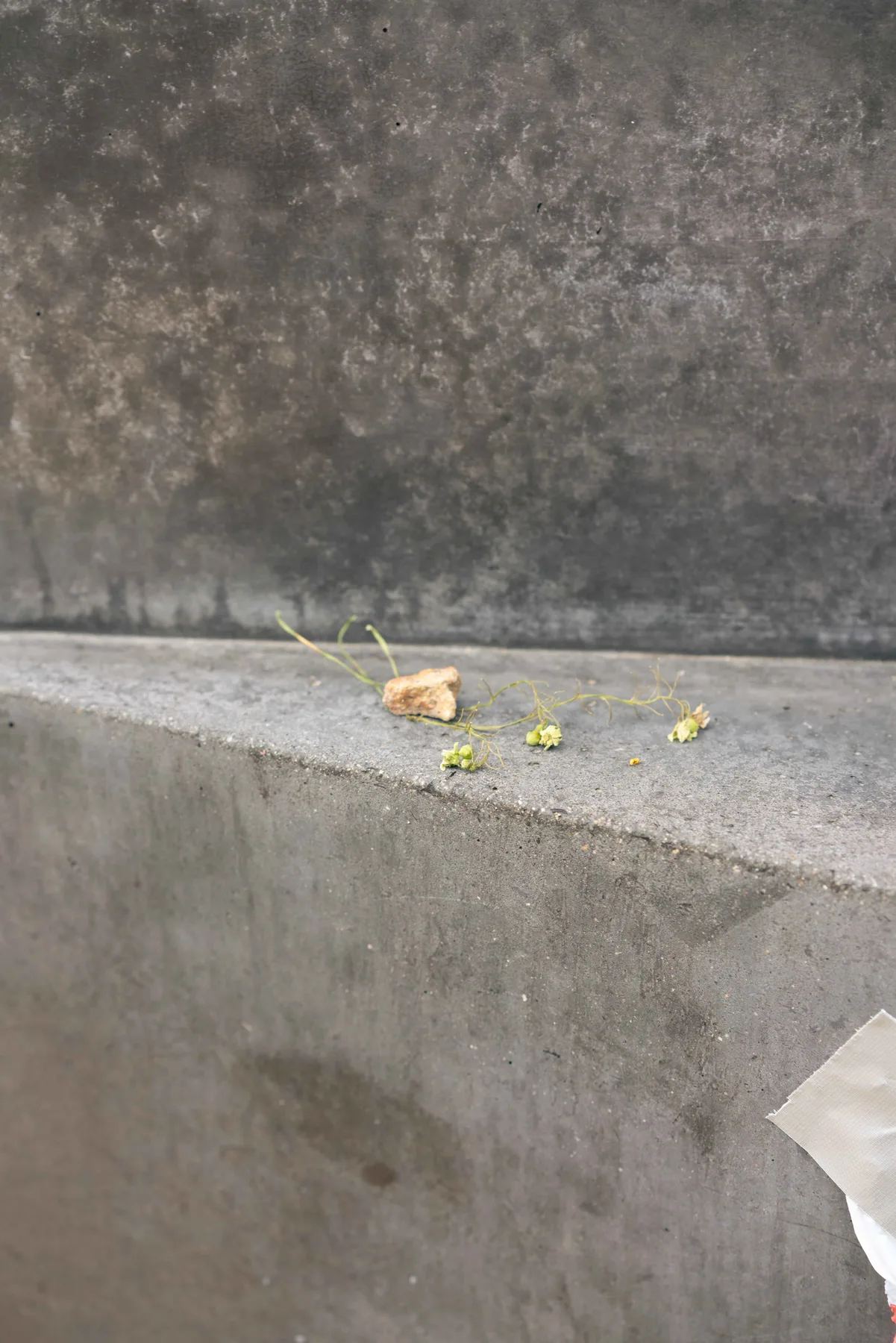 A small pale stone and a sprig of green flower buds lie on a concrete ledge below a grey wall.